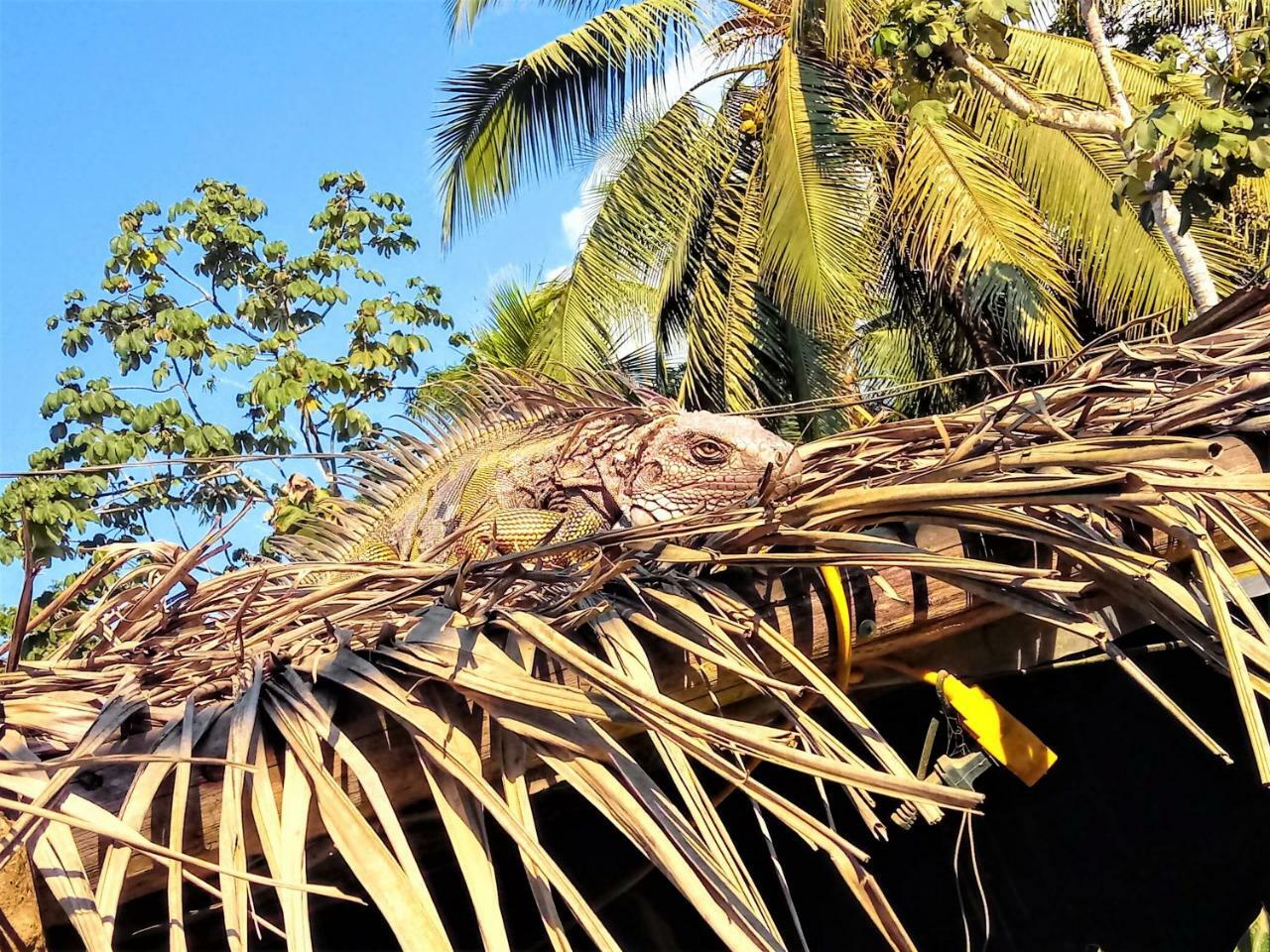 Casa Tuanis, Drake Bay Villa Dış mekan fotoğraf